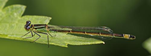 Ischnura elegans
